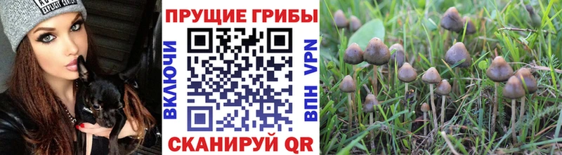 МЕГА онион цены Касли Галлюциногенные грибы Magic Shrooms